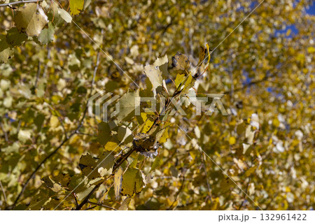 the alder tree in sunny weather, a deciduous tree with completely yellowed leaves during leaf fall 132961422