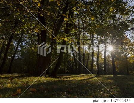 Beautiful autumn park with yellow leaves on tall maple trees in sunny weather in the autumn season, beautiful tall yellow maple trees with bright sunlight illuminating the yellowing trees behind 132961429