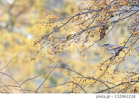 秋の森のツグミ 132962216