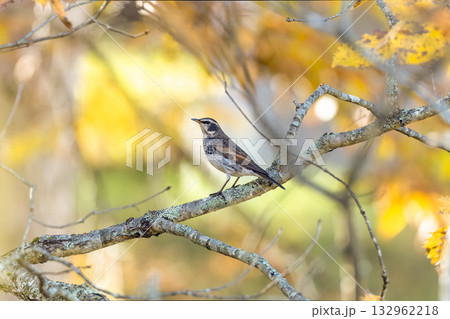 秋の森のツグミ 132962218