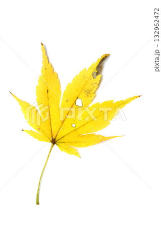 ヤマモミジの落葉（黄） 132962472