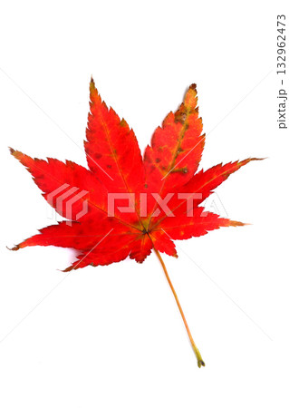 ヤマモミジの落葉（赤） 132962473