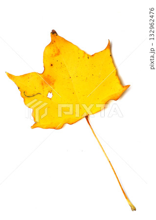 アカイタヤ（ベニイタヤ）の落葉 132962476