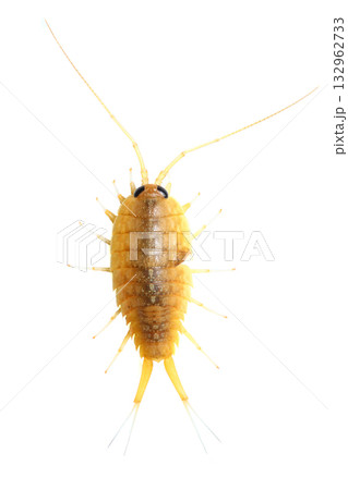 上からみたフナムシ 132962733