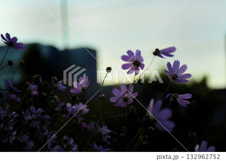 逆光に輝くコスモス 132962752