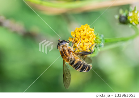 草花の花粉を食べるアシブトハナアブ 132963053