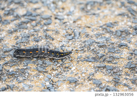 路上を這うイモムシ（セスジスズメ幼虫） 132963056