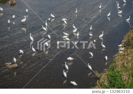 鴨川のシラサギの群れ（コサギ） 132963310
