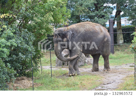 歩くアジアゾウ 歩くアジアゾウ 132963572