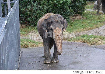 歩くアジアゾウ 歩くアジアゾウ 132963575