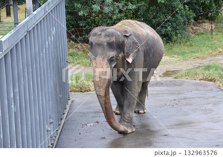 歩くアジアゾウ 132963576