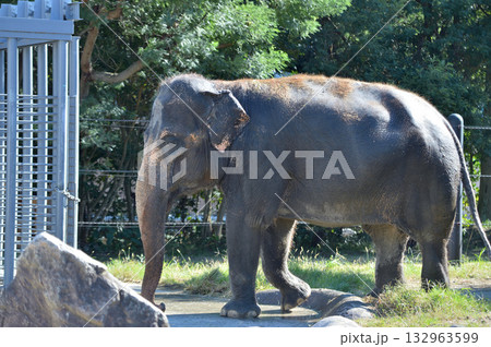 歩くアジアゾウ 歩くアジアゾウ 132963599