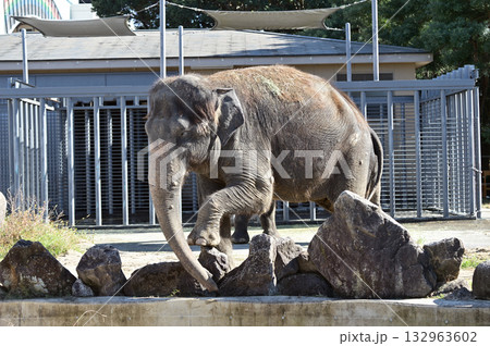 アジアゾウ アジアゾウ 132963602