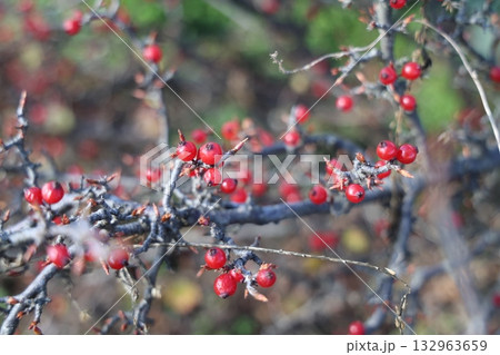 サンシュユ 132963659