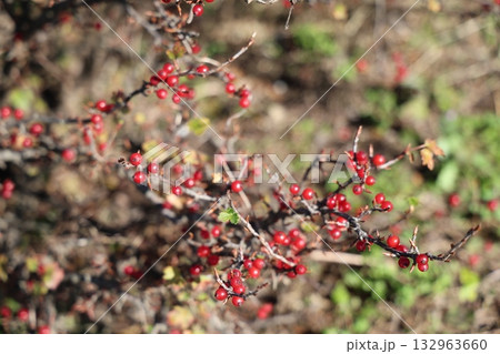 サンシュユ サンシュユ 132963660