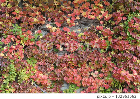 蔦の紅葉 蔦の紅葉 132963662