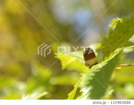 どんぐり 132963686