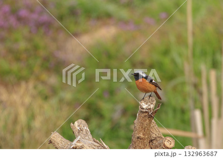 早春の野に止まる野鳥ジョウビタキ 132963687