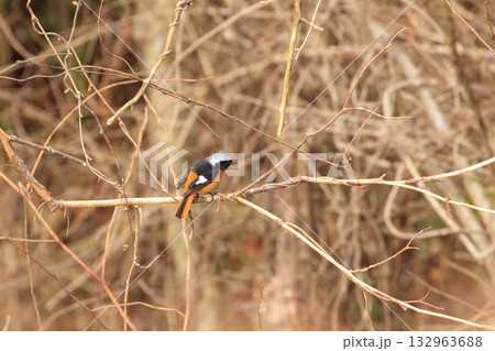 早春の森の枯れ枝に止まるジョウビタキ 132963688