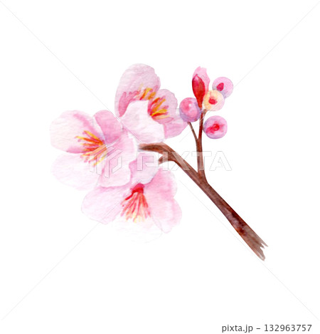 Cherry blossom branch with delicate pink petals and soft gradients. Hand-painted watercolor clip art isolated on white, perfect for spring decor, wedding invitations, Asian design, or floral projects 132963757
