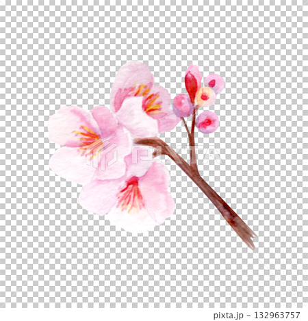 Cherry blossom branch with delicate pink petals and soft gradients. Hand-painted watercolor clip art isolated on white, perfect for spring decor, wedding invitations, Asian design, or floral projects 132963757