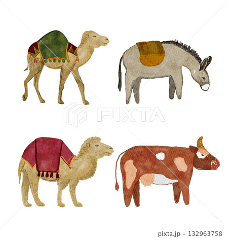 Farm and desert animals set featuring camels, donkey, and cow with decorative saddles. Hand-painted watercolor on white perfect for nativity scenes, Christmas designs, educational and travel projects 132963758