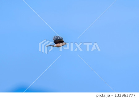 青空バックに元気に飛び回るカケス 132963777