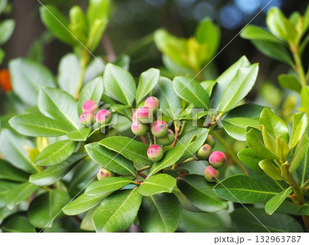 シャリンバイ 132963787