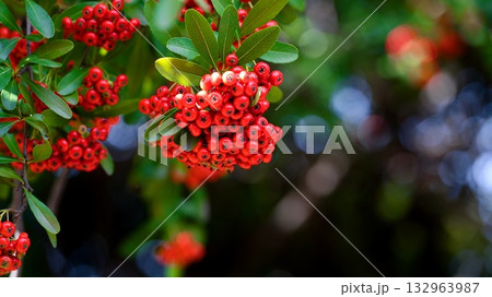 ピラカンサ 132963987