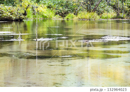 上高地 涸沢湿原 132964023