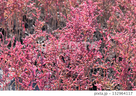 色づくシチメンソウ 132964117