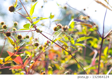 里山の秋 里山の秋 132964124