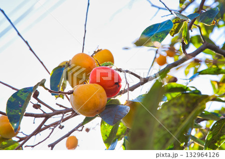 里山の秋 132964126