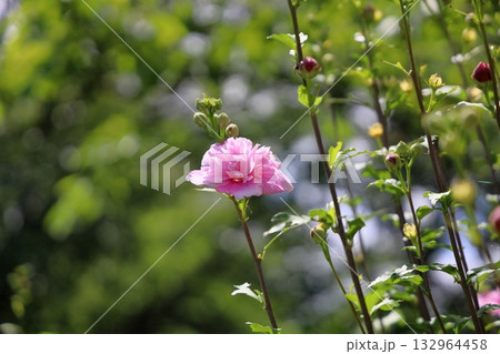 八重咲　ムクゲの花 132964458