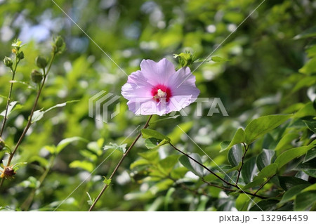 爽やか　ムクゲの花 132964459