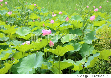 綺麗 ハスの花 綺麗 ハスの花 132964463