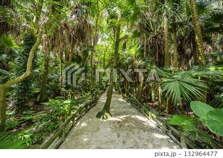 宮崎　青島神社　元宮参道　宮崎県宮崎市 132964477