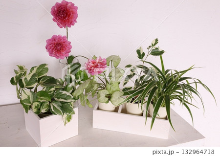 観葉植物 観葉植物 132964718