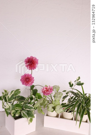 観葉植物 観葉植物 132964719