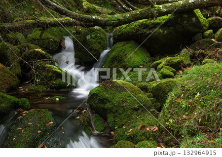 苔の森からの流れを集めた亜高山の清流 苔の森からの流れを集めた亜高山の清流 132964915