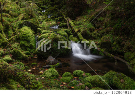 苔の森からの流れを集めた亜高山の清流 苔の森からの流れを集めた亜高山の清流 132964918