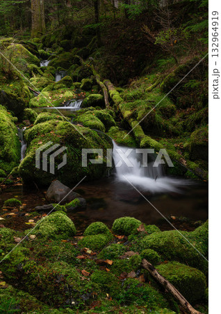 苔の森からの流れを集めた亜高山の清流 132964919