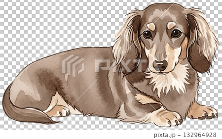 躺下的微型臘腸犬 躺下的微型臘腸犬 132964928