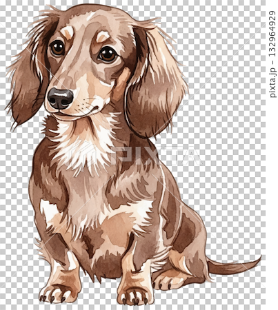 お座りをするミニチュアダックス 132964929