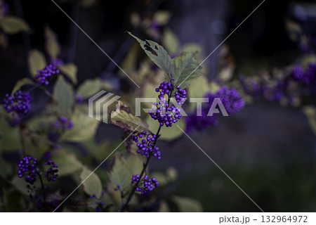 ムラサキシキブ（紫式部） 132964972