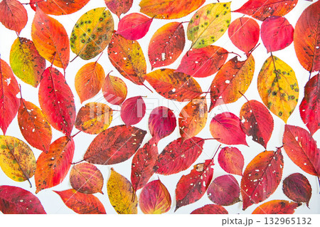 落ち葉のフレーム 132965132