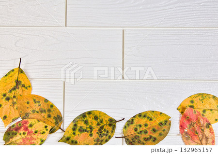 落ち葉のフレーム 132965157