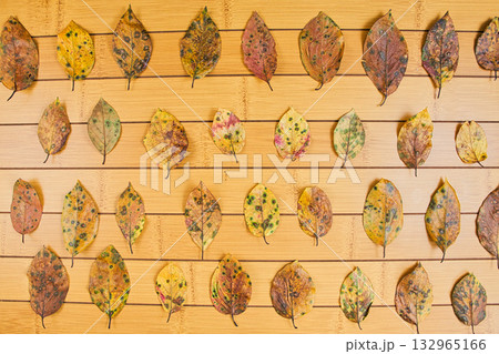 落ち葉のフレーム 132965166