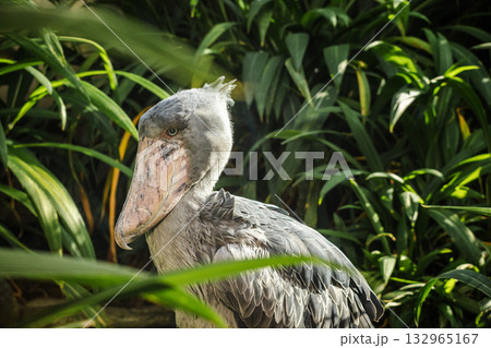 Shoebill stork standing among tropical green plants, large exotic bird with massive beak and grey feathers in natural light 132965167