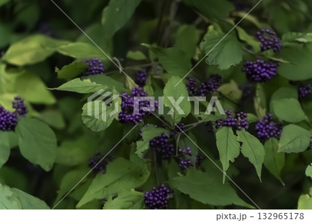 紫色の実を付けたコムラサキの木 132965178